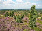 Blick in die Lüneburger Heide Blick in die Lüneburger Heide