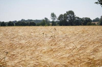 Getreidefeld Getreidefeld