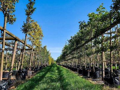 Baumreihen in einer Baumschule Baumreihen in einer Baumschule