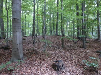 Wald, Laub auf dem Boden Wald, Laub auf dem Boden