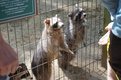 Wildpark Schwarze Berge