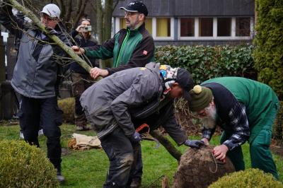 Mehrere Männer bearbeiten einen jungen Baum, der gepflanzt werden soll.