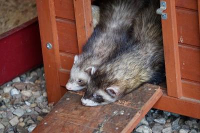 Tiere im Wildpark Schwarze Berge